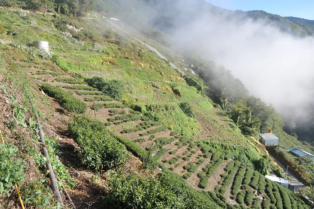 福壽梨山茶好喝嗎