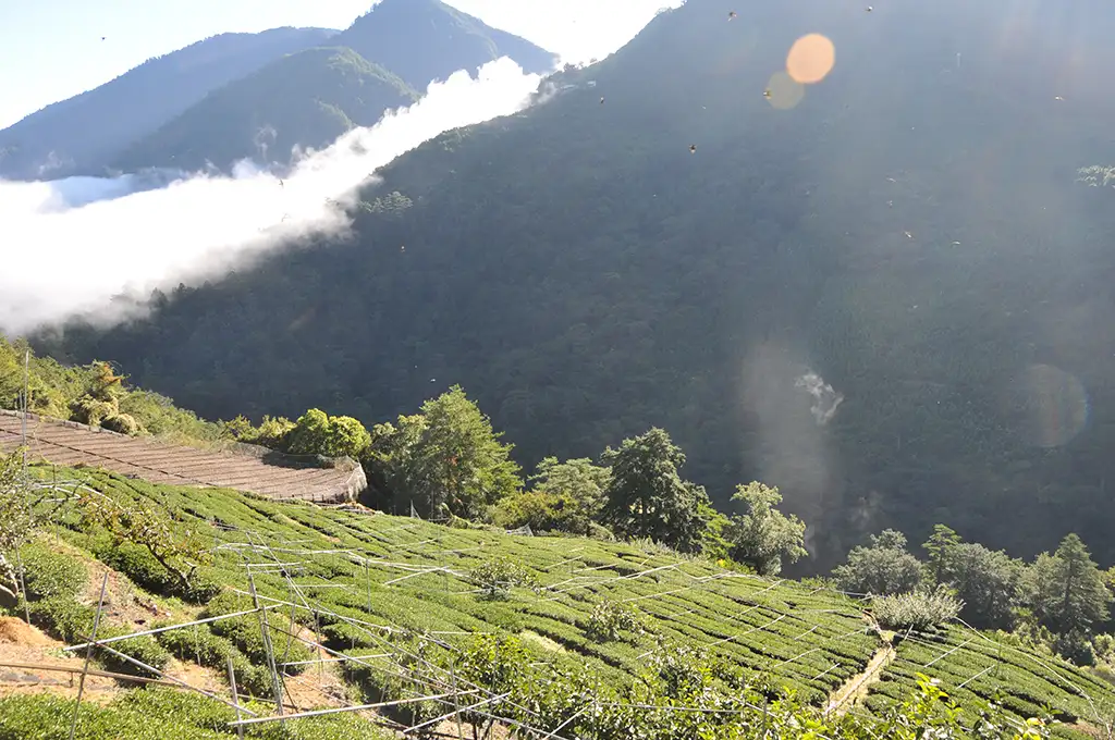 合歡溪茶葉