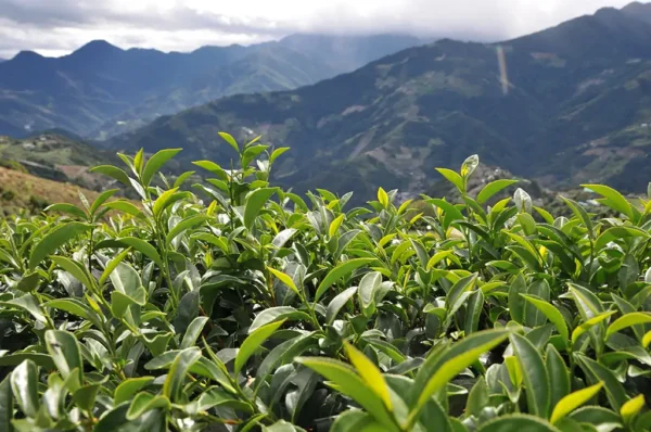 清境高山茶