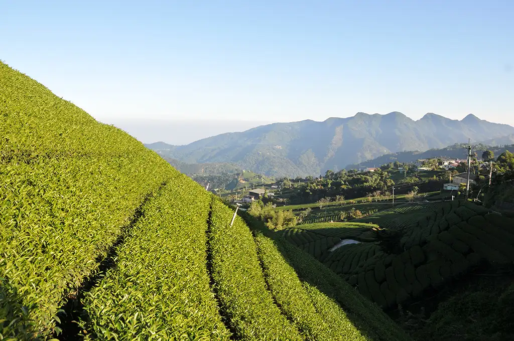 台灣最好的高山茶