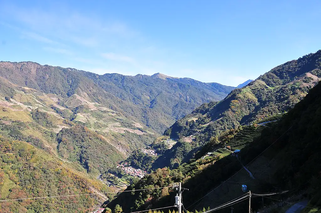 鳶峰茶區