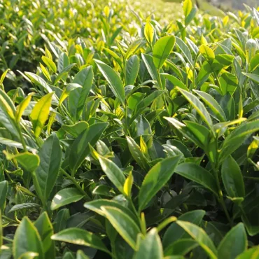 華崗高山茶