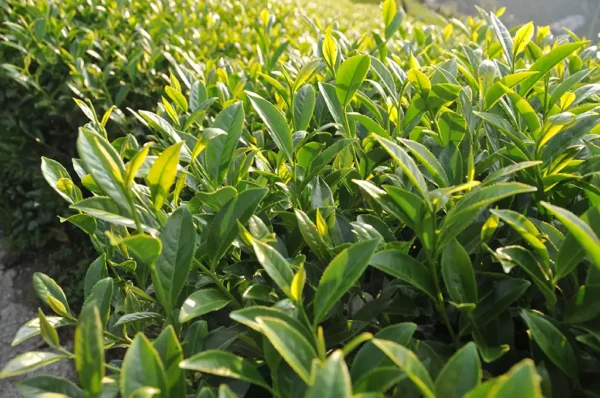 華崗高山茶