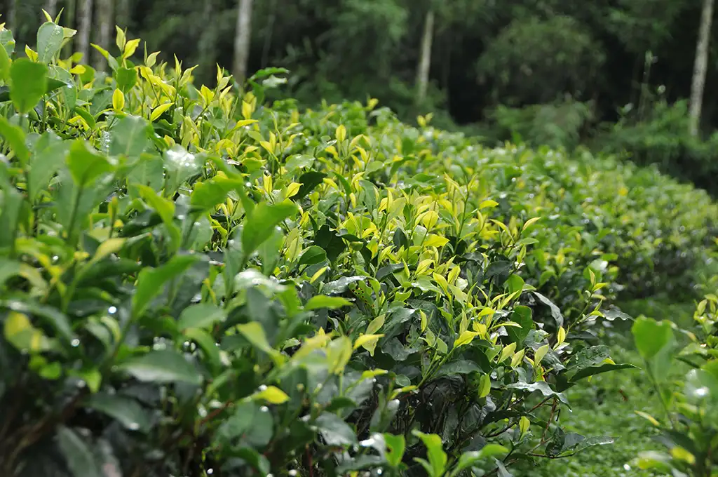 台灣最好喝的茶葉