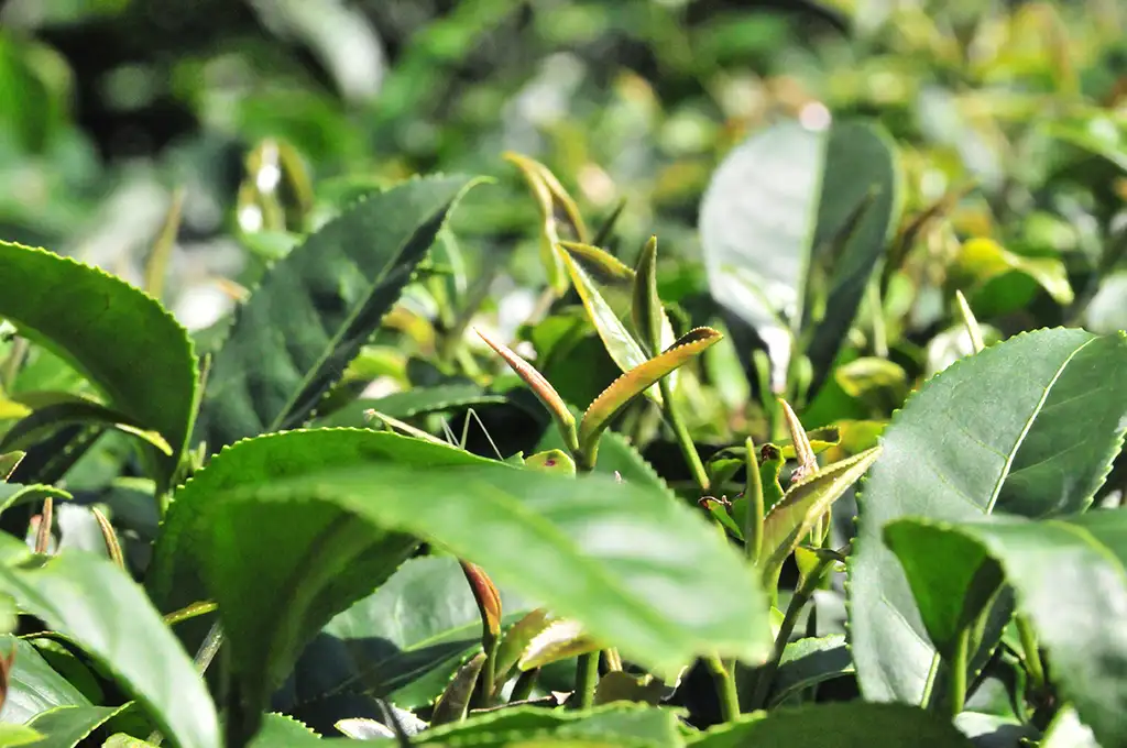 台灣最好喝的茶葉