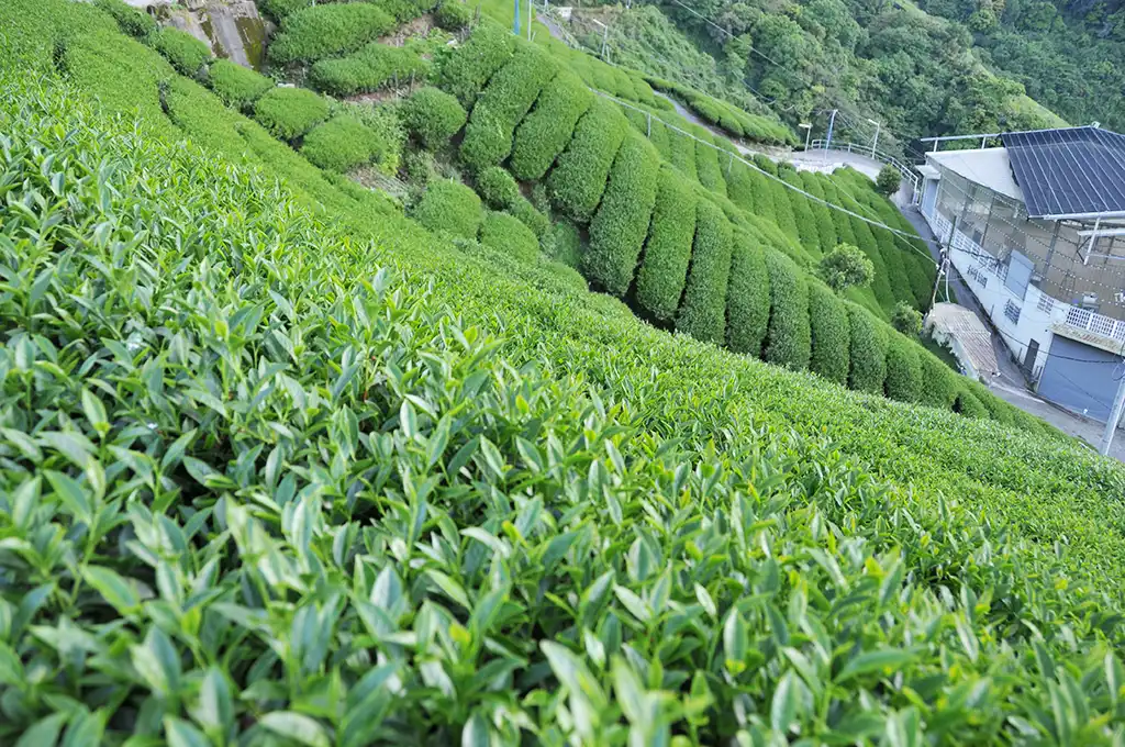 台灣高山茶