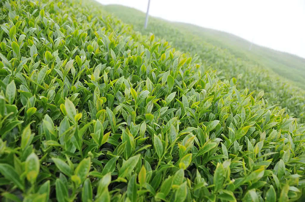 烏龍茶是什麼茶？青茶烏龍茶傻傻分不清楚！ - 廖長興茶業