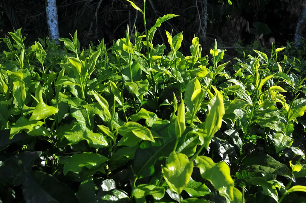 紅玉紅茶功效：非常棒的提神茶飲！