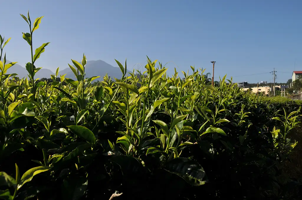 紅玉紅茶怎麼泡