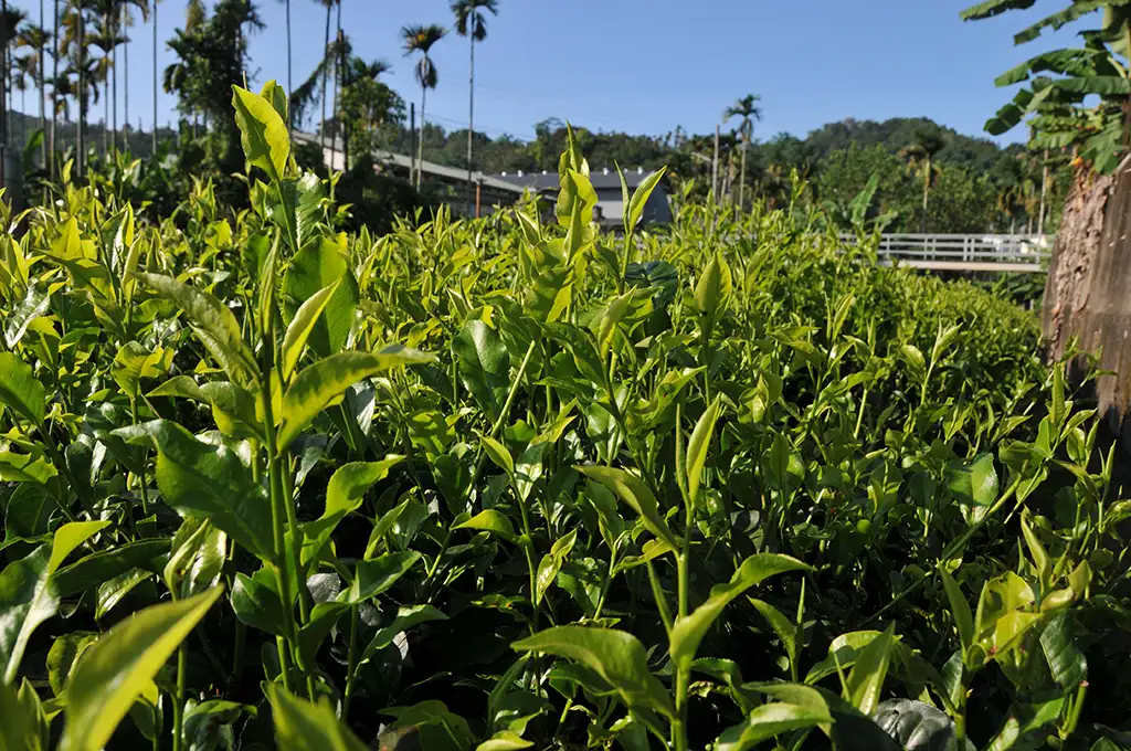 紅玉紅茶介紹