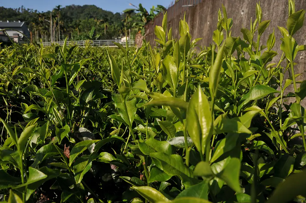 紅玉紅茶怎麼泡