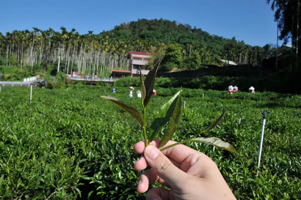 紫芽山茶