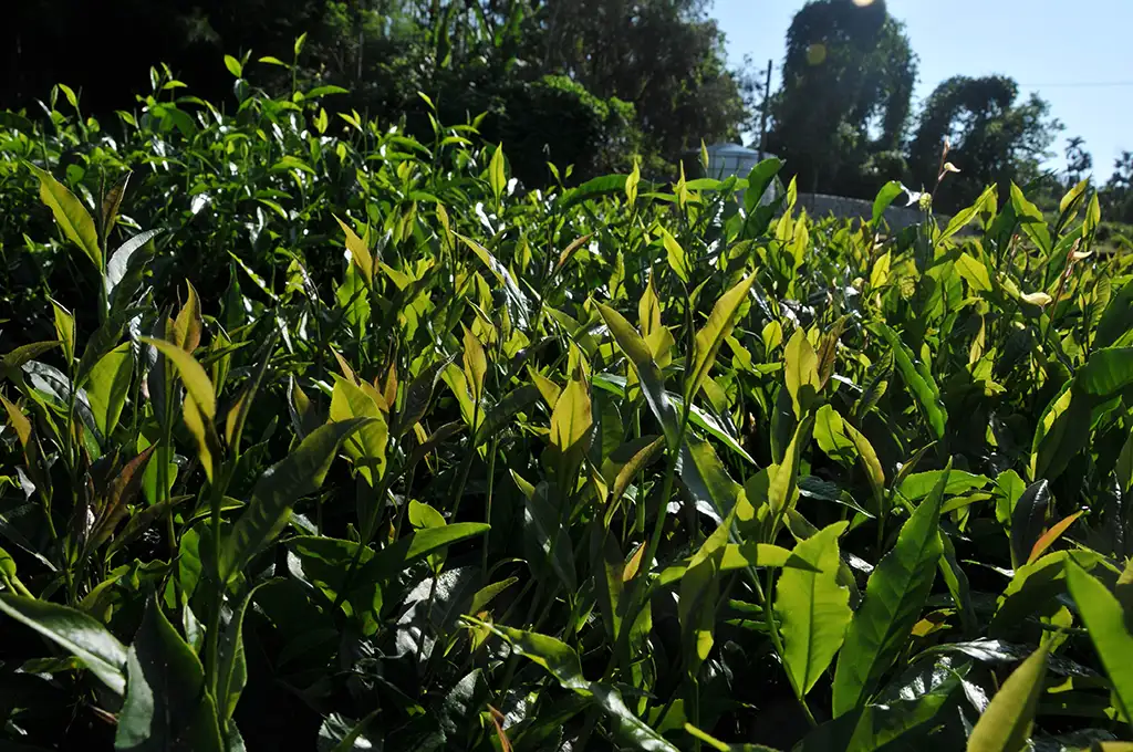 紫芽山茶泡法