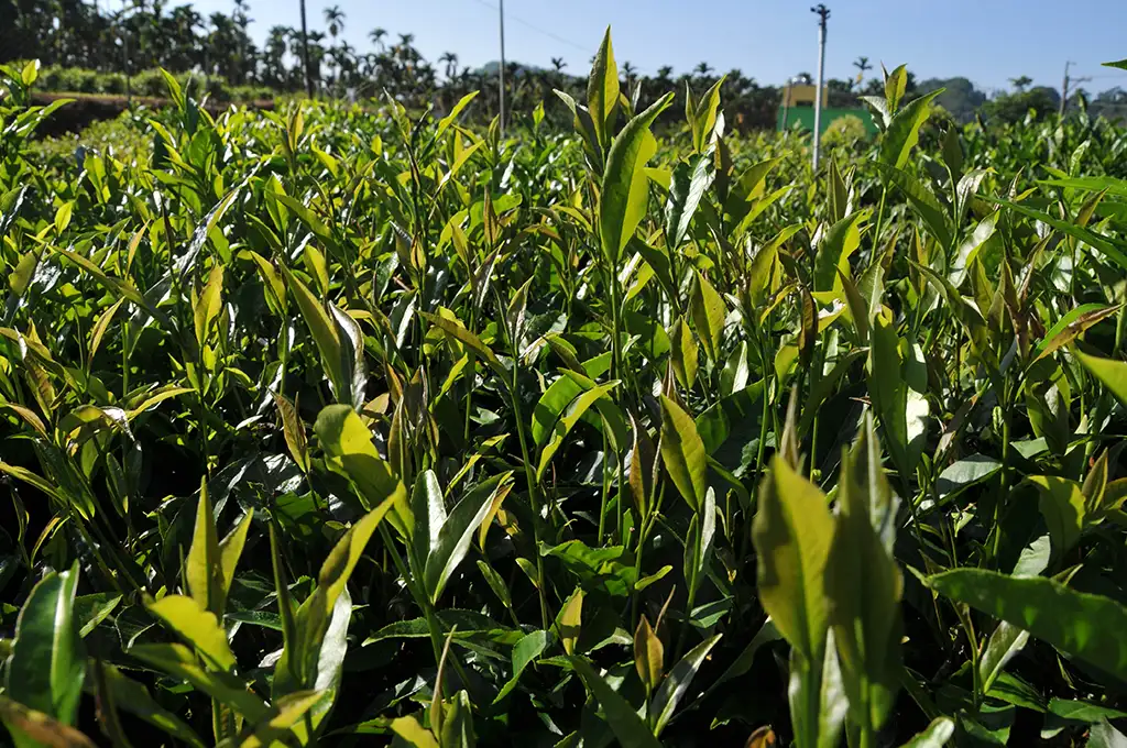 紫芽山茶泡法