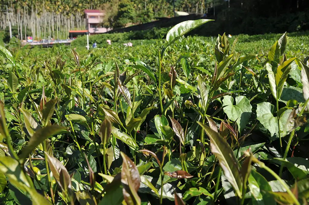 紫芽山茶咖啡因