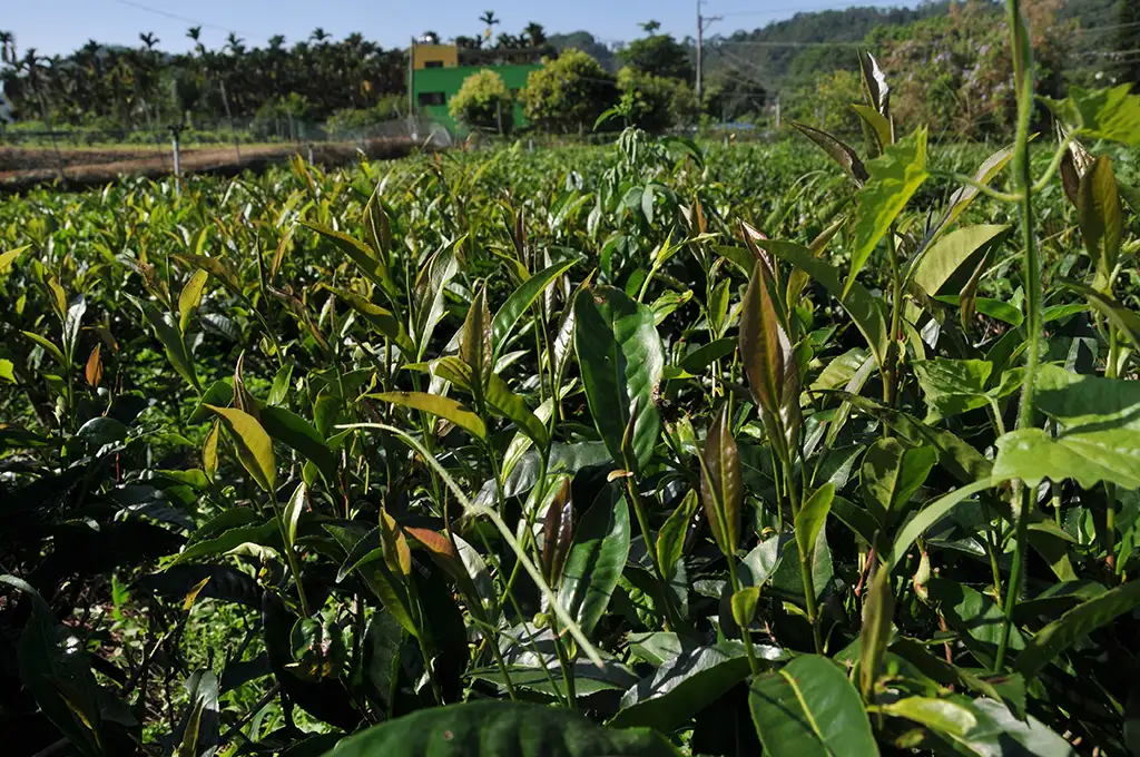 紫芽山茶：帶木質香氣原生種茶樹品種