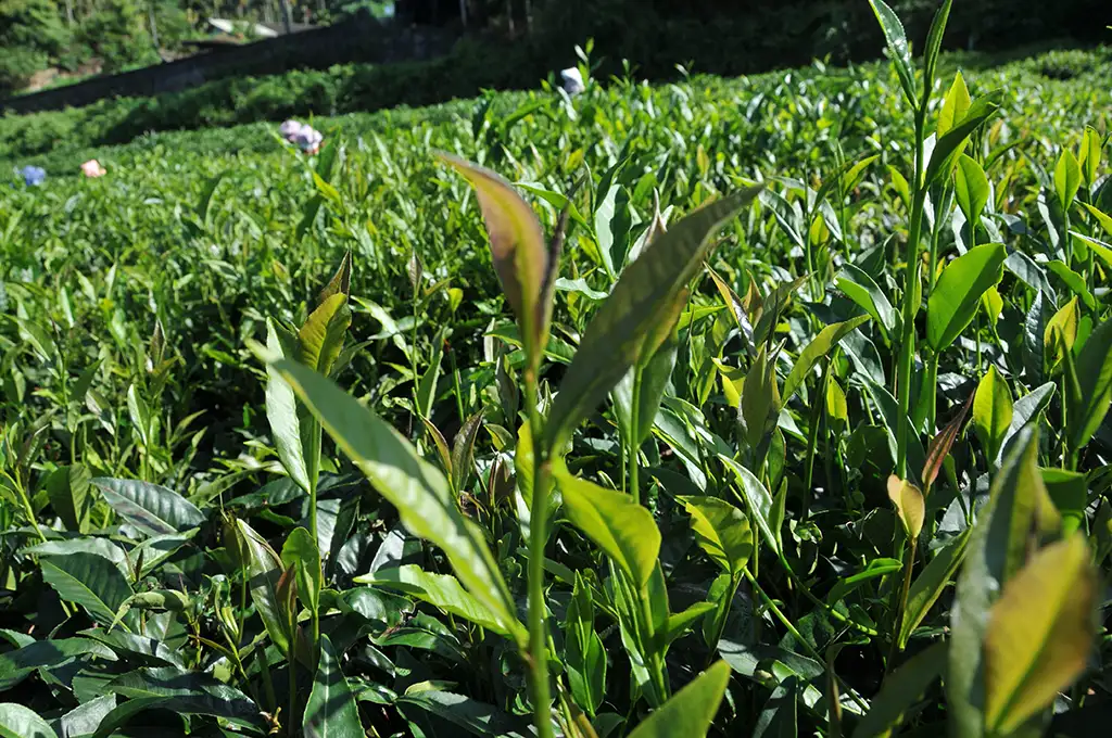 紫芽山茶紅茶推薦