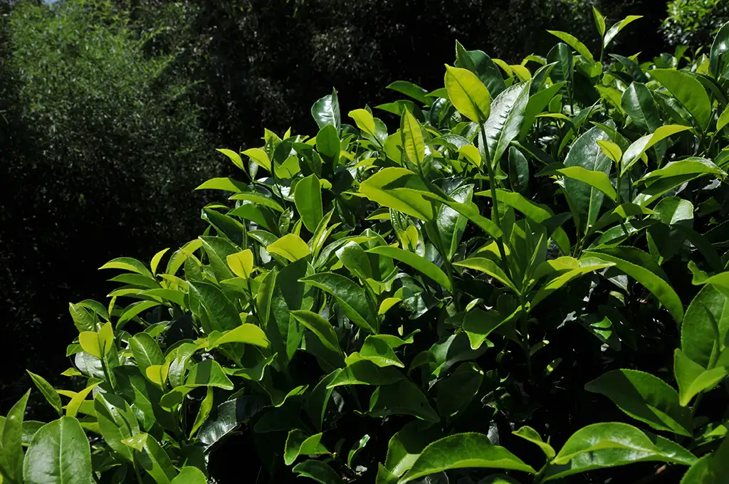 台茶8號阿薩姆