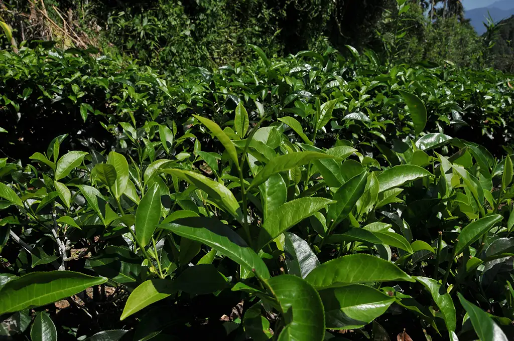 台茶8號阿薩姆