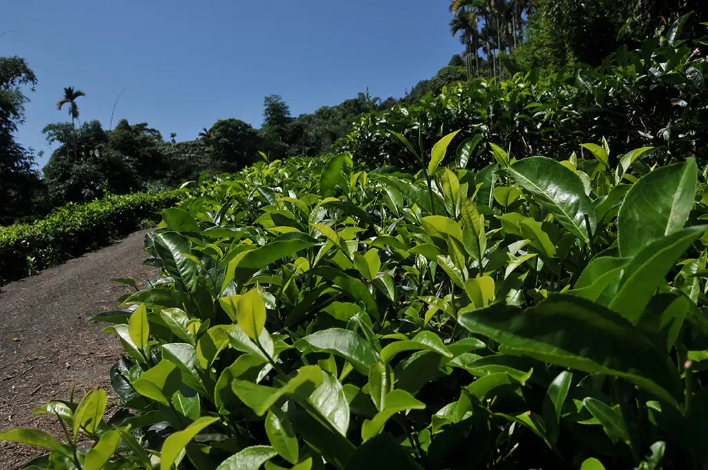 台茶8號和台茶18號的差別