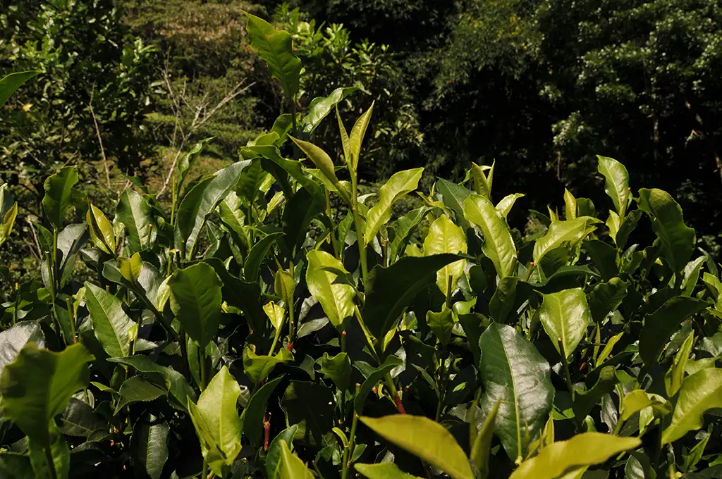 台茶8號和台茶18號的差別