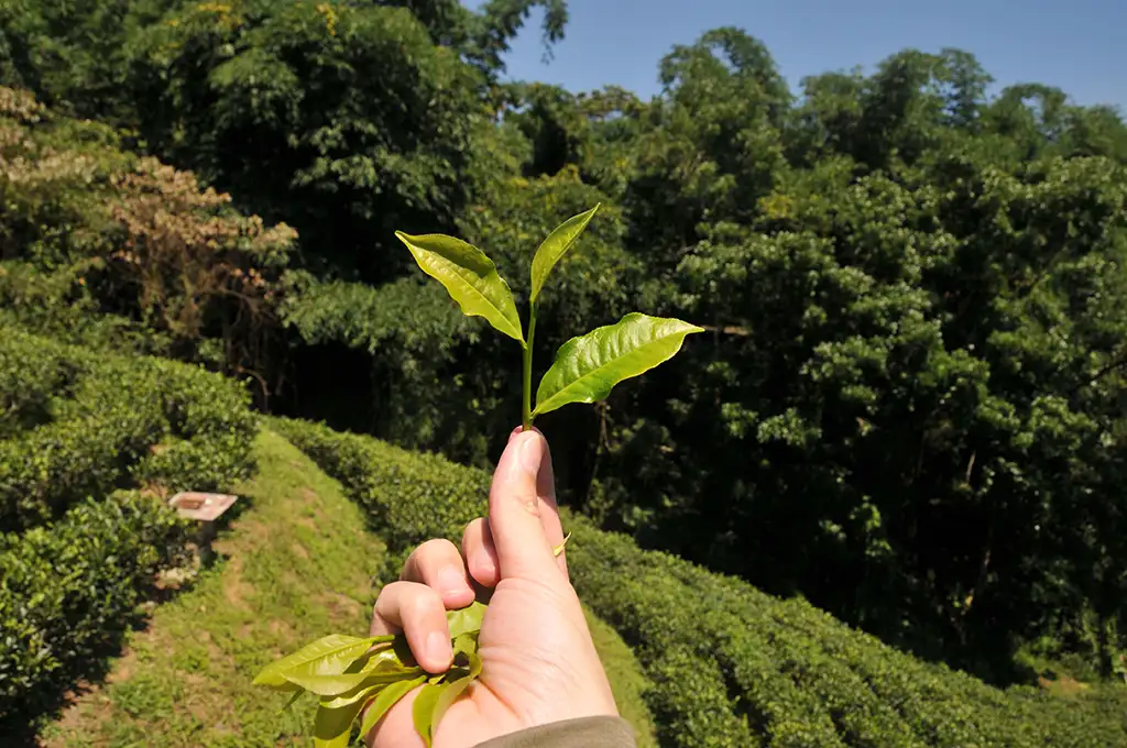 紅茶綠茶跟烏龍茶的差別