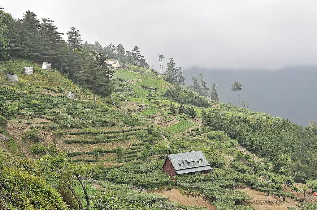 大禹嶺茶是什麼茶