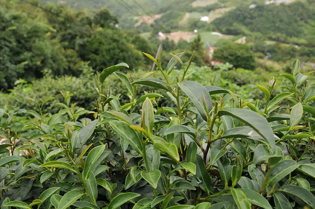 台灣白茶哪裡買