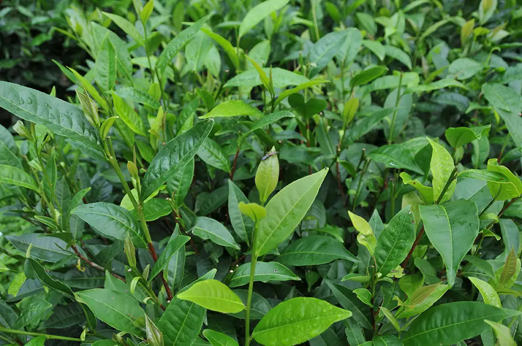 台灣白茶是什麼茶