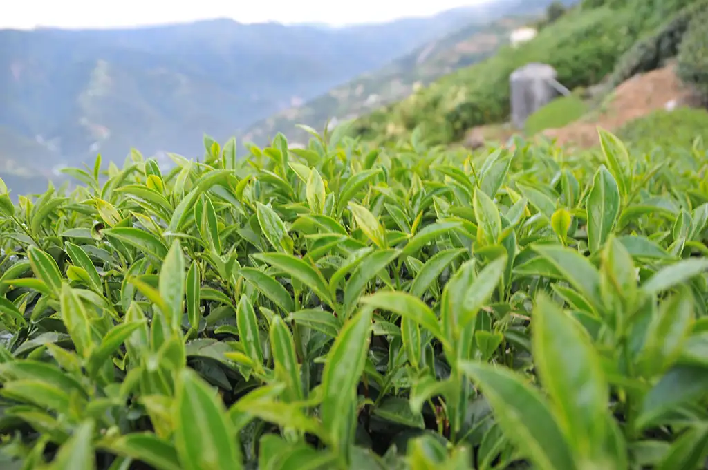 每天喝茶會怎樣