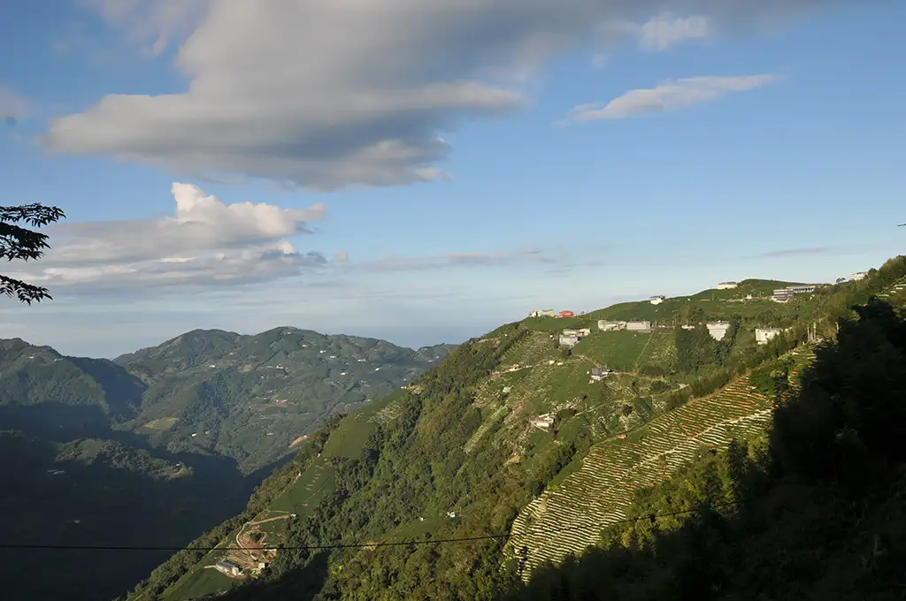 龍鳳峽高山茶價錢