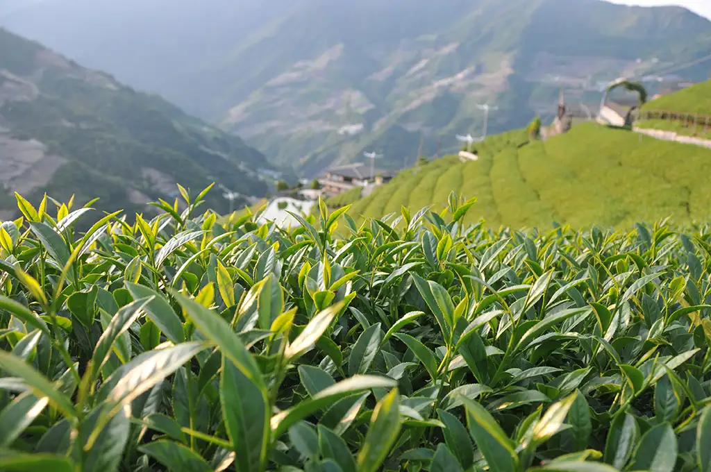 高山冬茶春茶差別