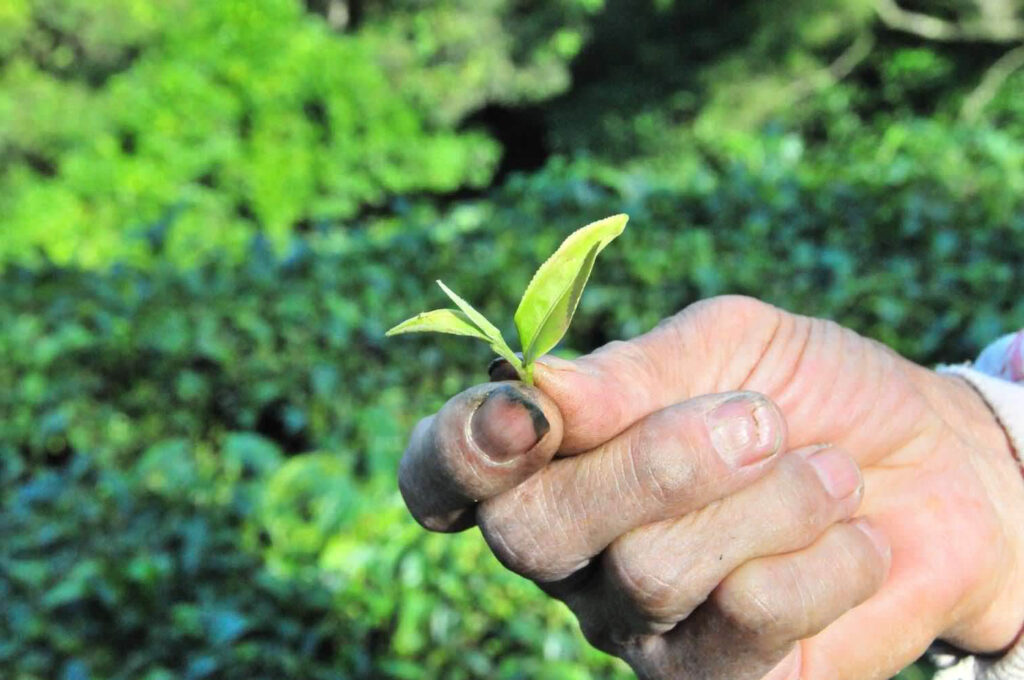 Production Process of Oriental Beauty Tea