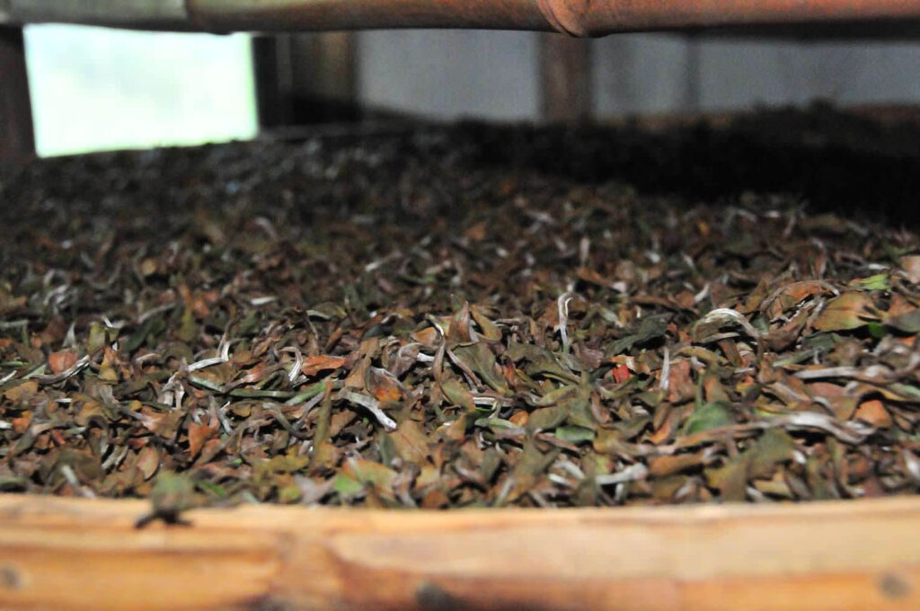 Production Process of Oriental Beauty Tea