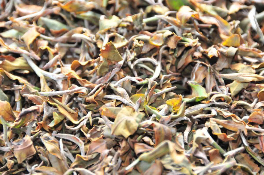 Production Process of Oriental Beauty Tea