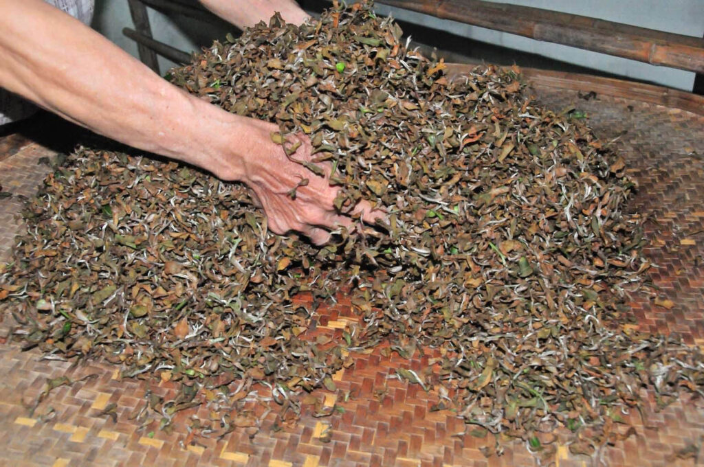 Production Process of Oriental Beauty Tea