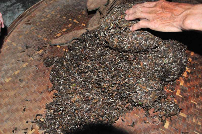 Production Process of Oriental Beauty Tea