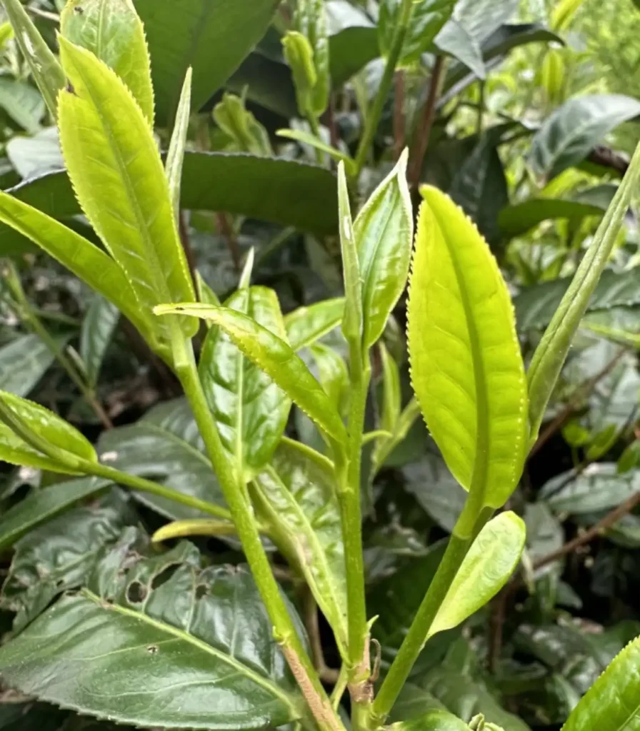 雲南古樹白茶