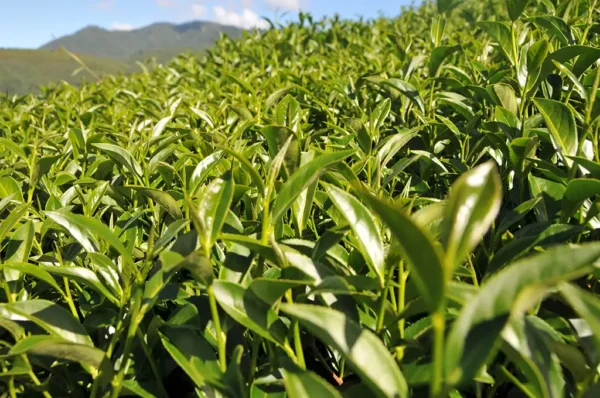 華崗烏龍茶