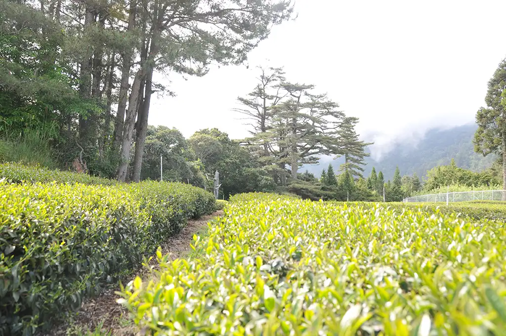 台灣高山烏龍介紹