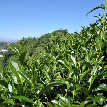 合歡山烏龍茶