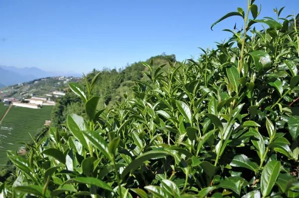 合歡山烏龍茶