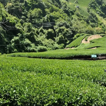 合歡山烏龍茶