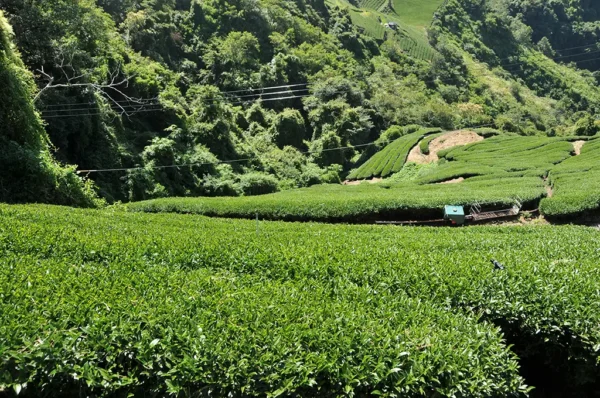 合歡山烏龍茶