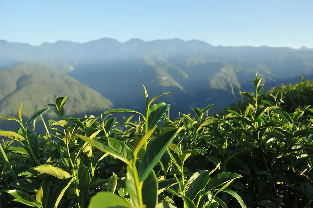 翠峰烏龍茶