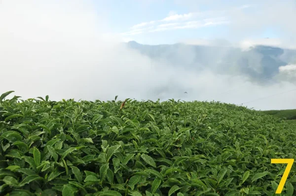 翠峰烏龍茶