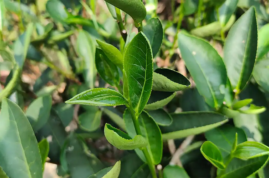 不發酵茶有哪些