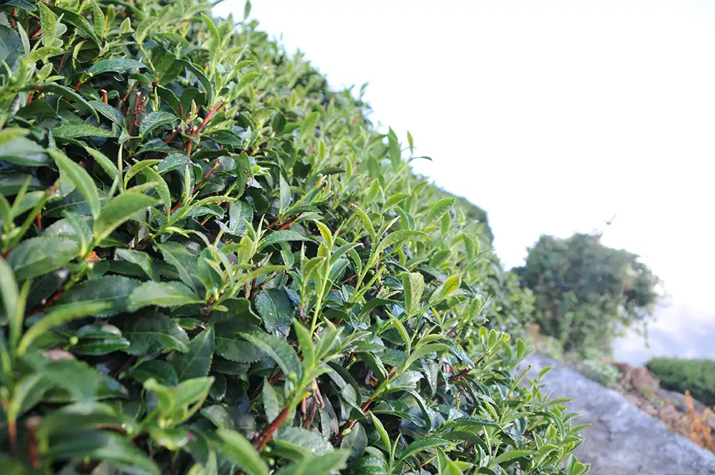 茶葉一年採收幾次