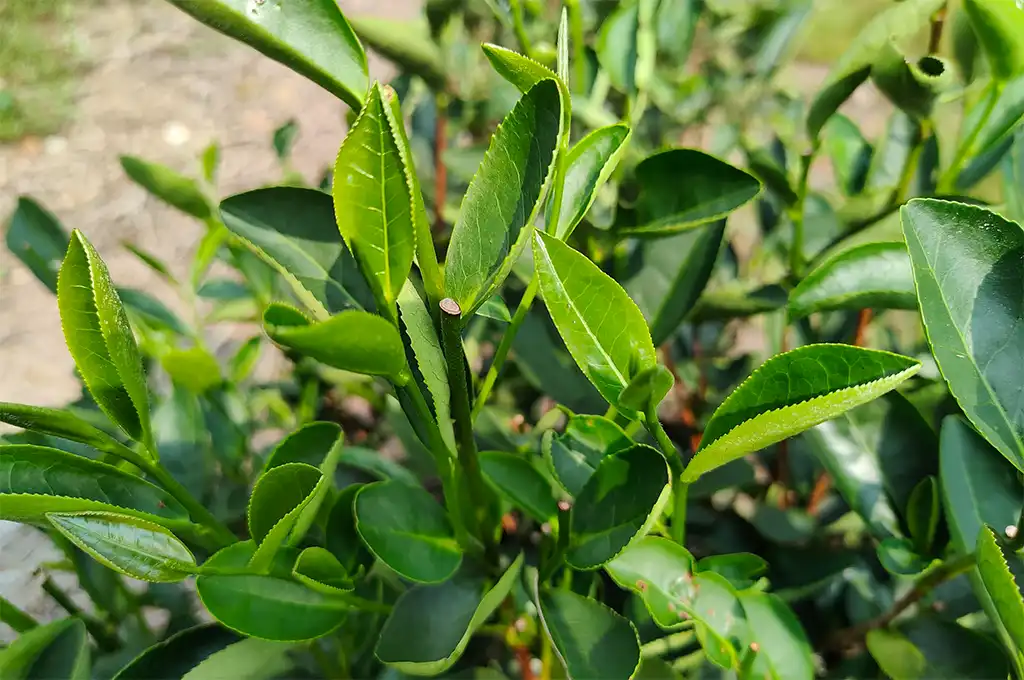 哪種茶不屬於發酵茶