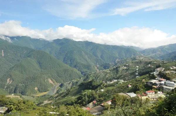 福壽梨山高冷茶